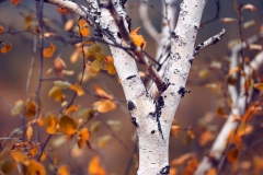 (C) Hans Fineart, https://www.hans-fineart.com