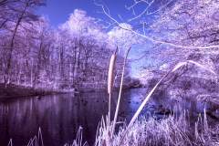 Infrarotaufnahme im Park Fasanerie Neustrelitz.