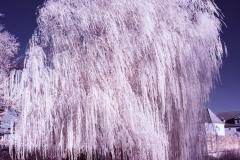 Infrarotaufnahme einer Weide in Neustrelitz.