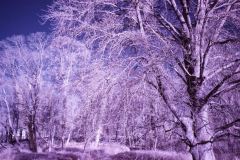 Infrarotaufnahme vom Schlossgarten im Neustrelitz.