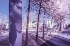 Infrarotaufnahme vom Schlossgarten im Neustrelitz.