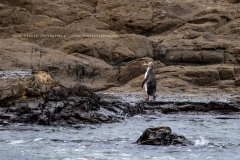 Pinguin an der Curio Bay
