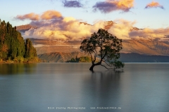 Der wohl bekanteste Baum in ganz Wanaka, The Wanaka Tree.