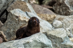 Ein Robben-Baby am Ohau Point Neuseeland