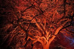 Weihnachten Tierpark