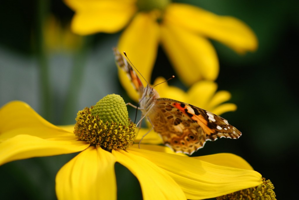 Blume mit Insekten 002_2