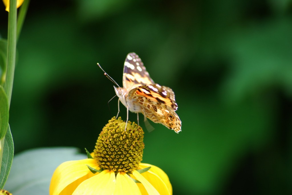 Blume mit Insekten 028