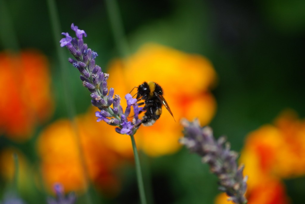 Blume mit Insekten 050