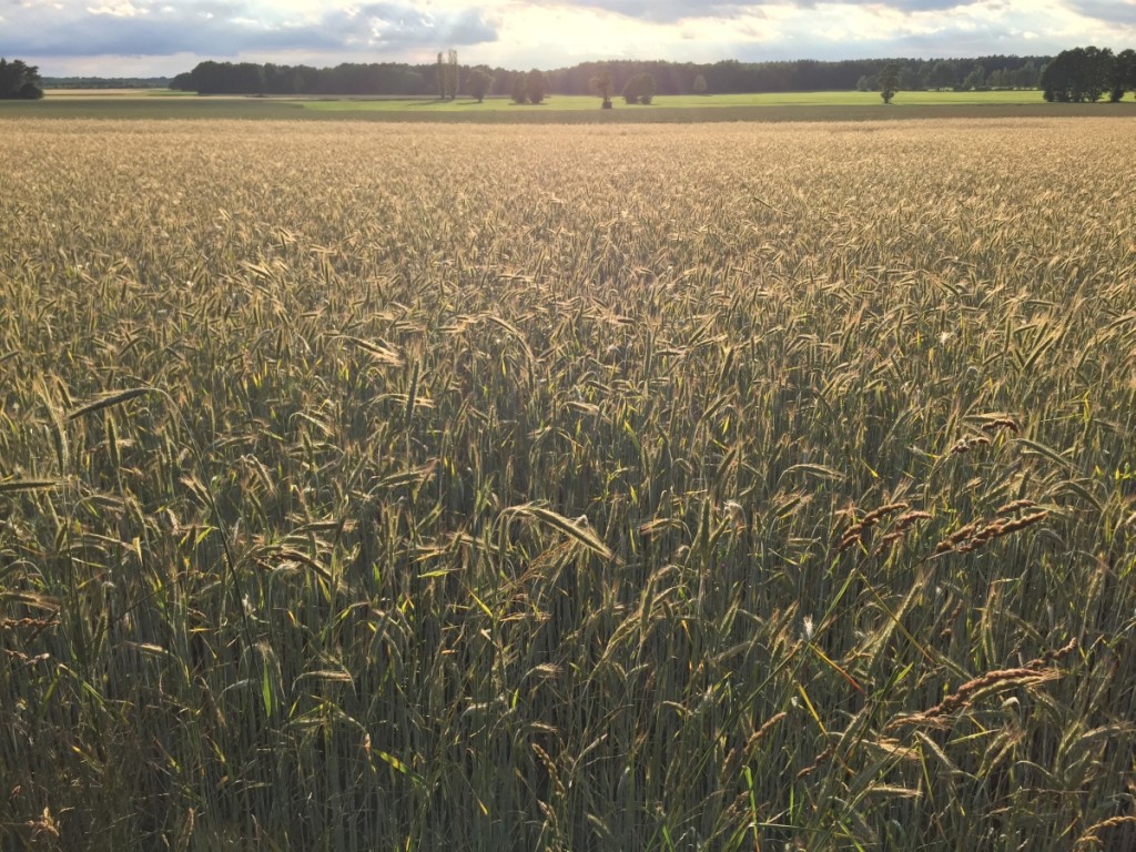 Kornfeld südlich von Bernsdorf