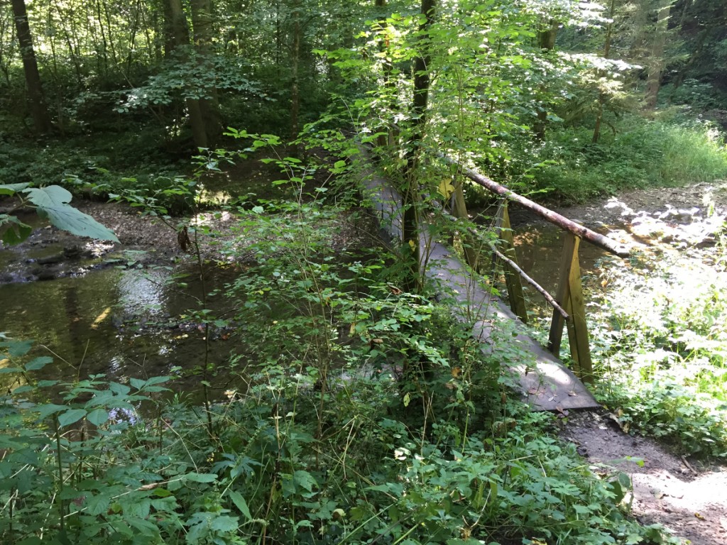 Ein Baumstamm ergibt eine Brücke in der Wutachschlucht.