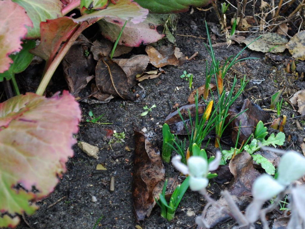 Krokus_1