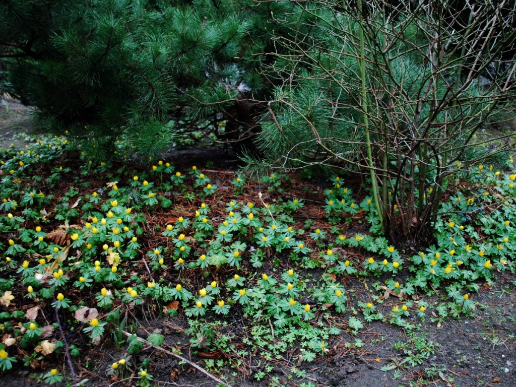 Winterlinge 004