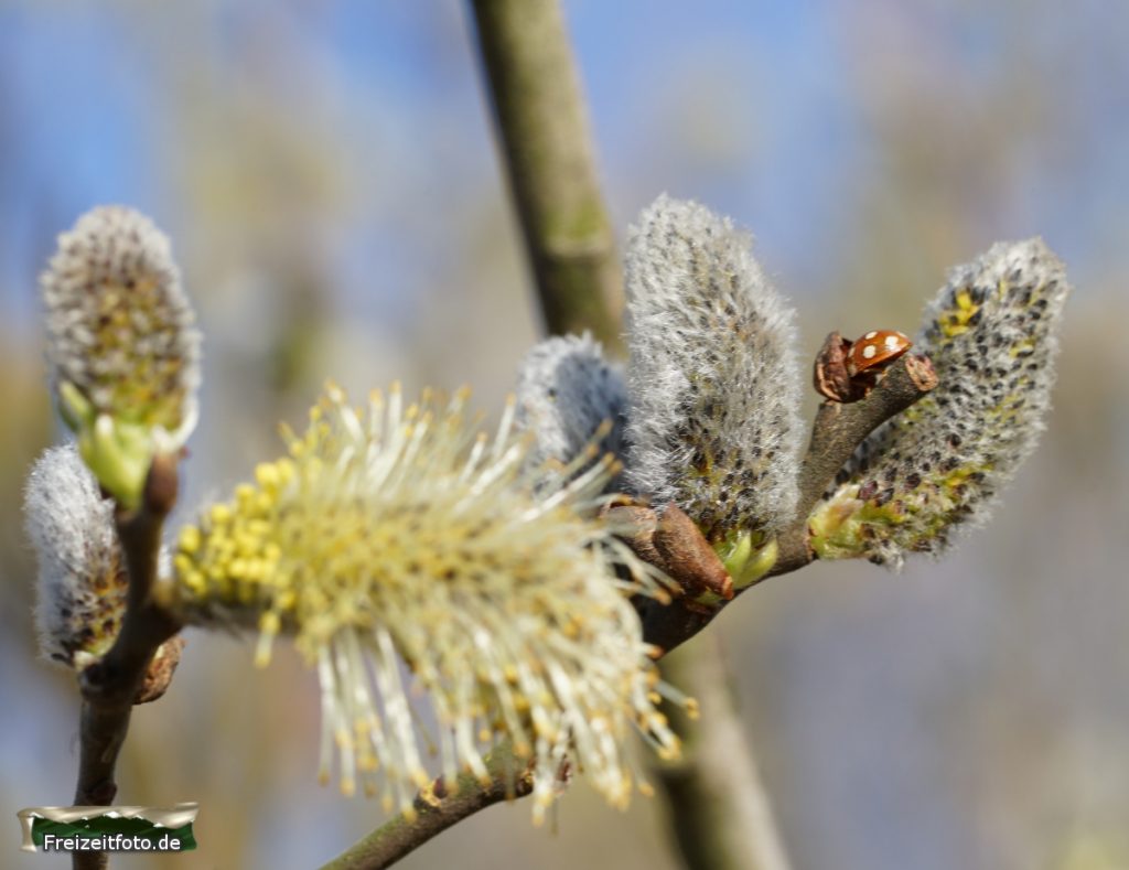 fruehlingserwachen-wald-003