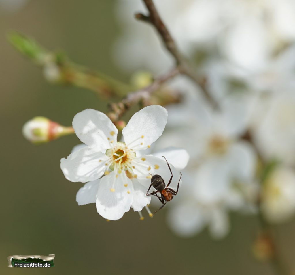 fruehlingserwachen-wald005