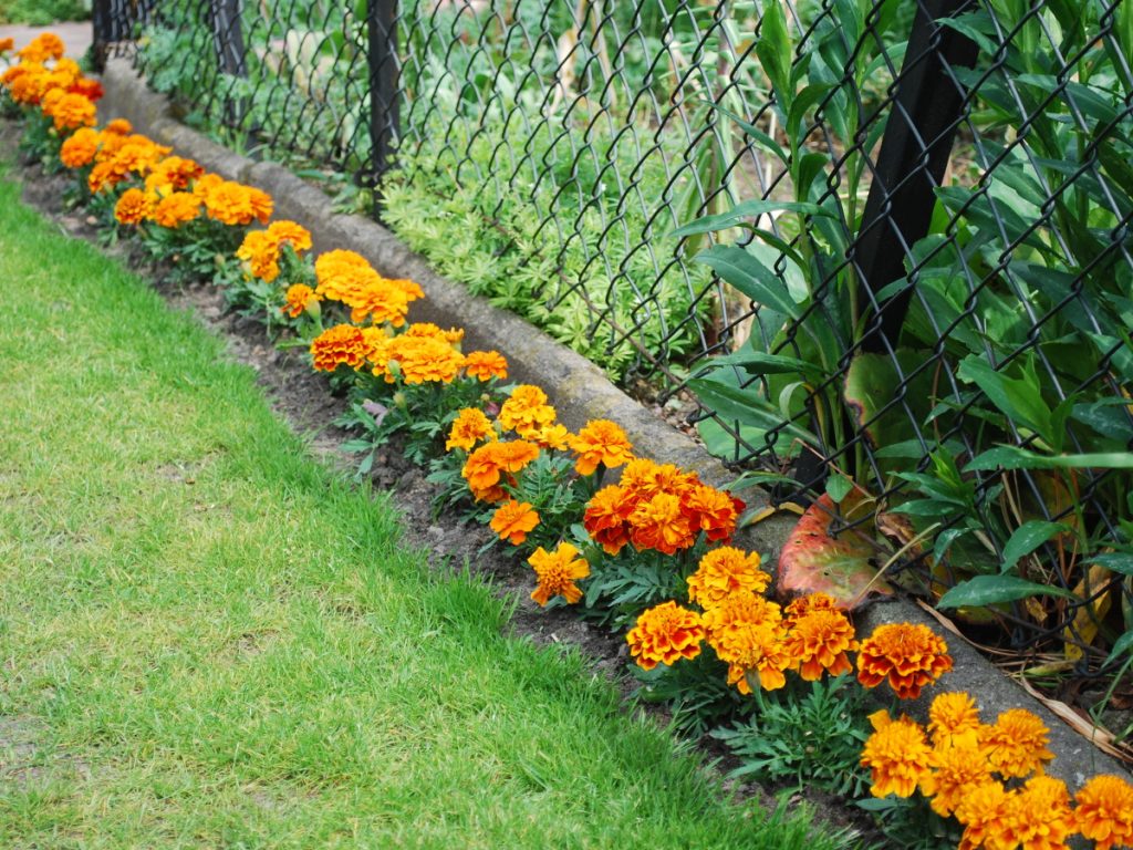 Tagetes_Junitipps