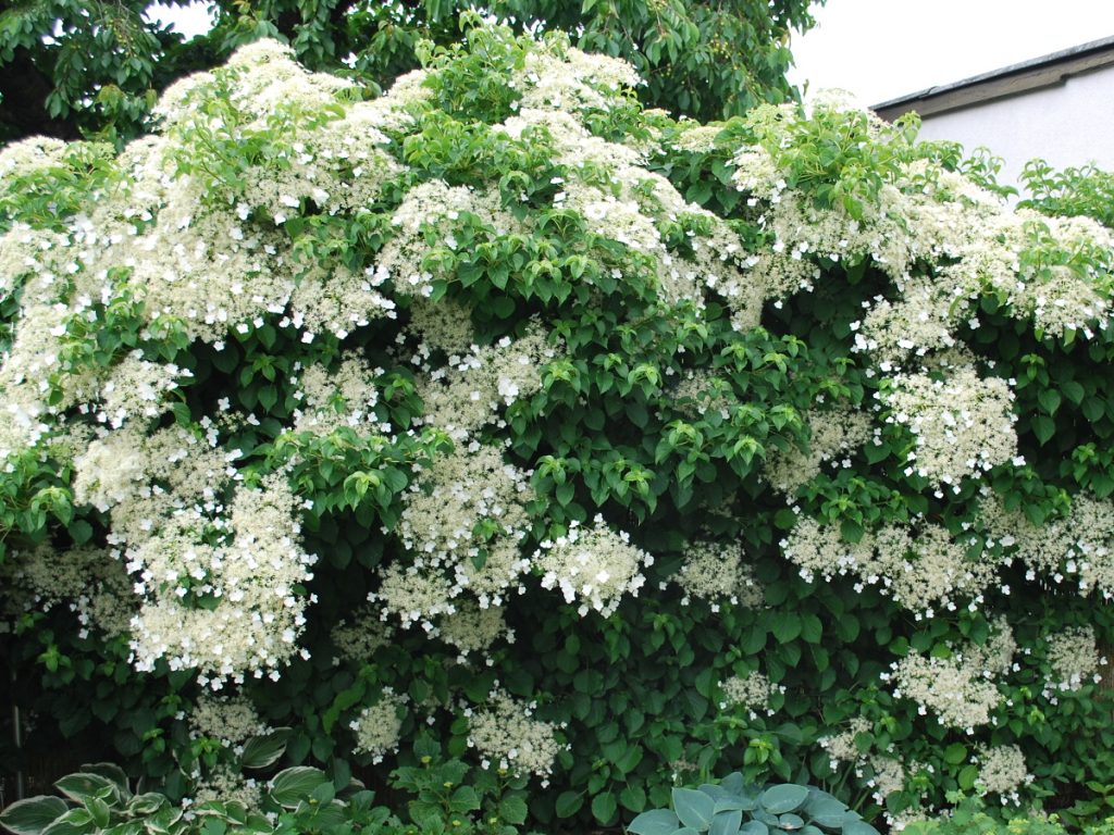 Hortensie