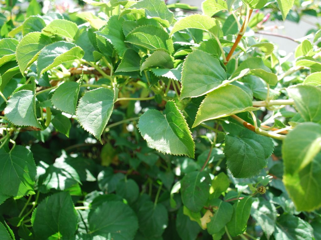 Hortensienschnitt