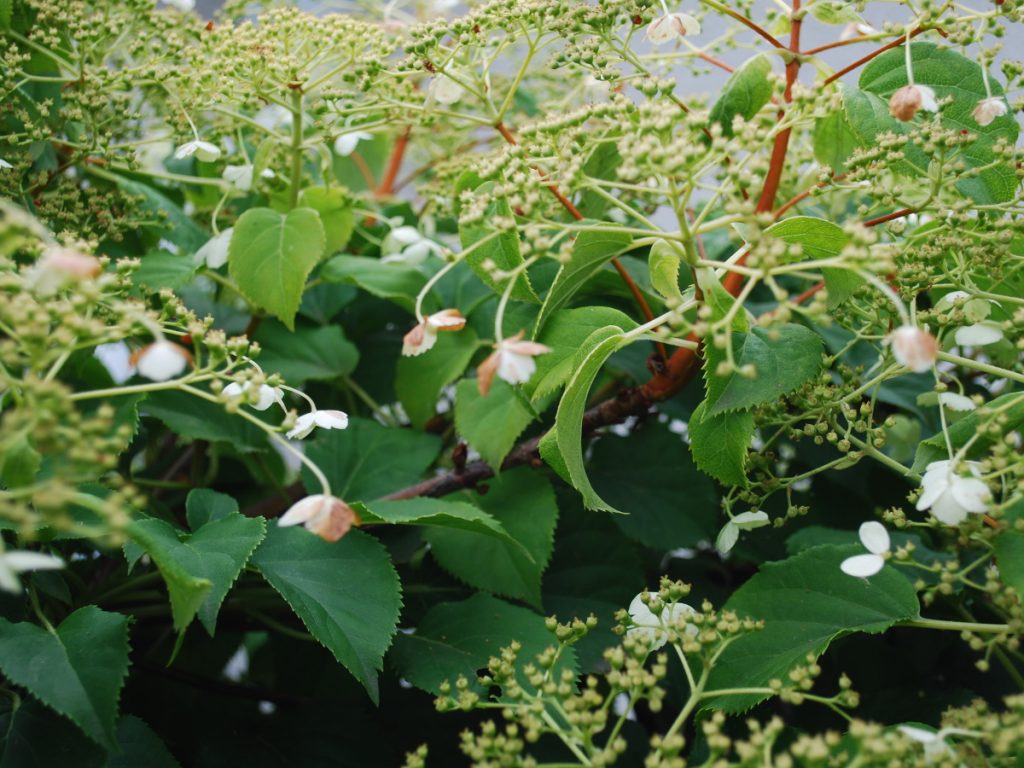 abgeblühte_Hortensie
