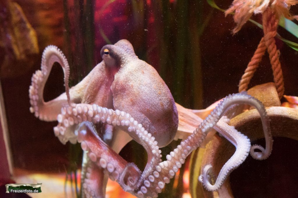 berlin-sealife-003