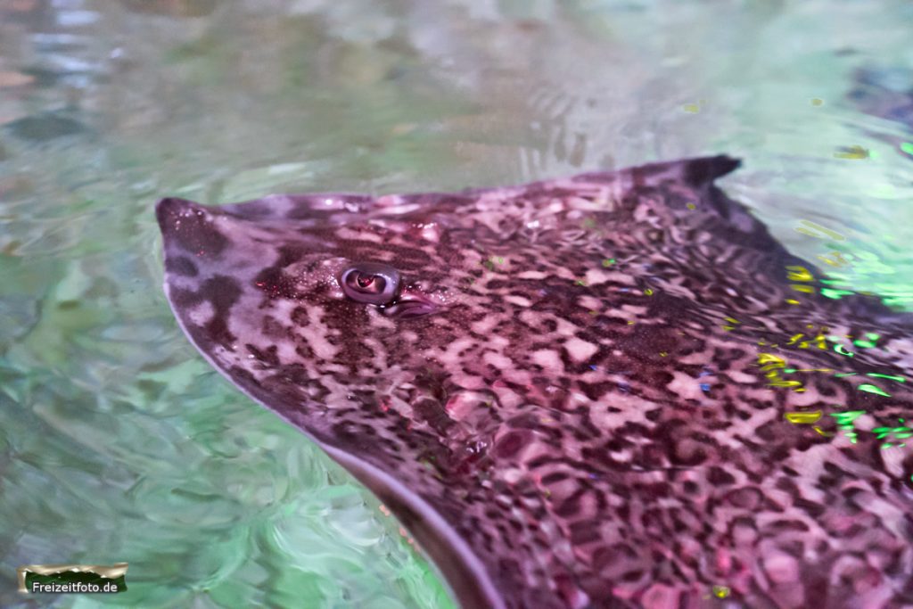 berlin-sealife-005