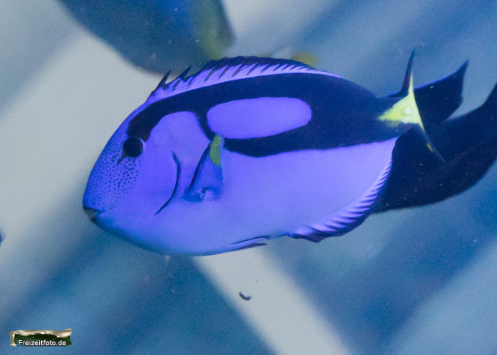 berlin-sealife-012