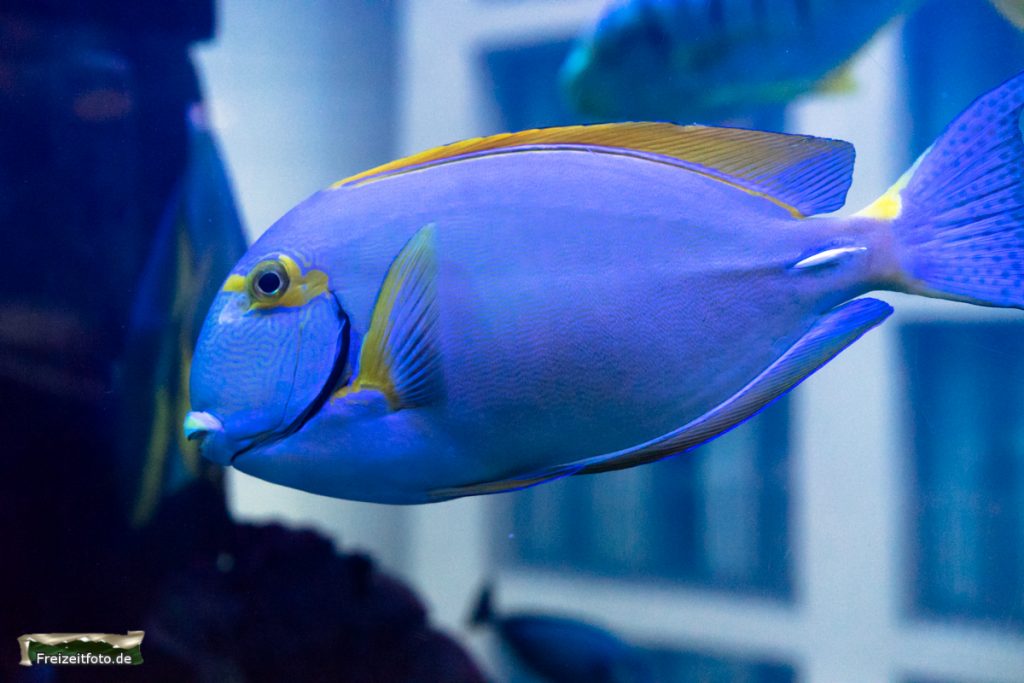 berlin-sealife-014