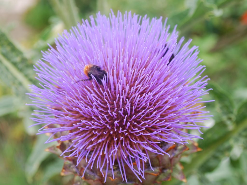 Artischockenbluete