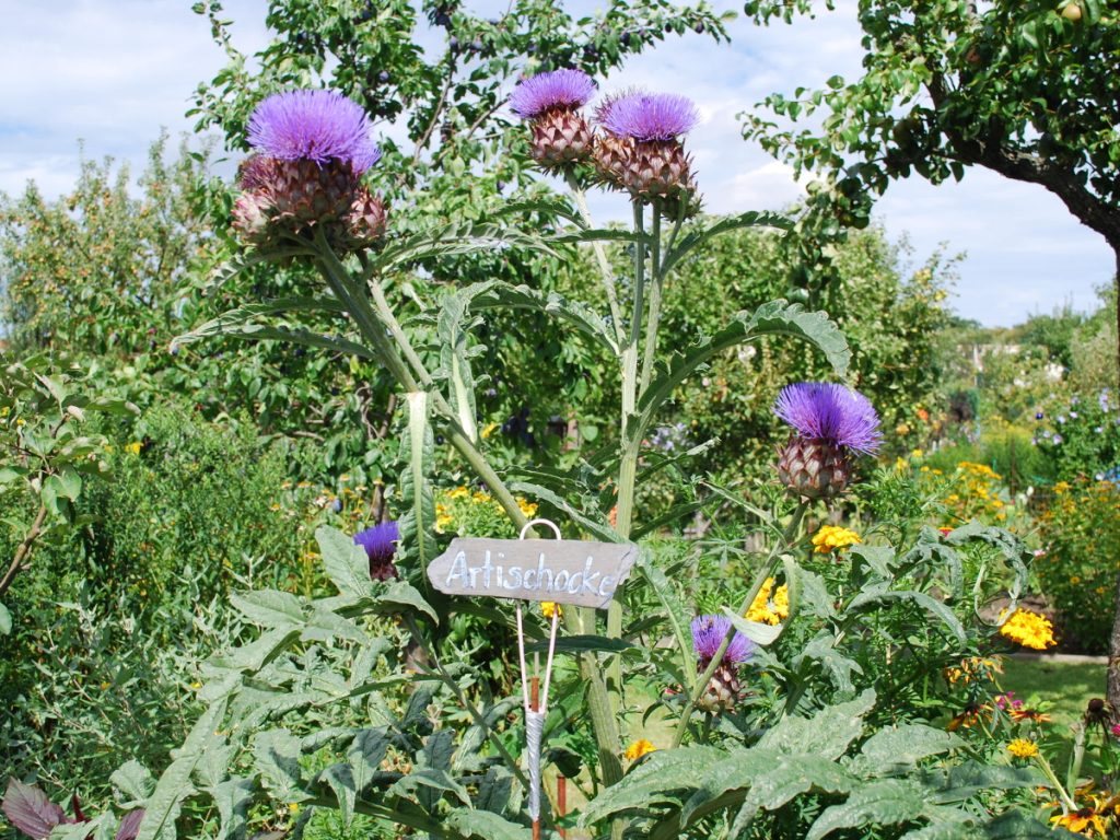 Artischockenblume