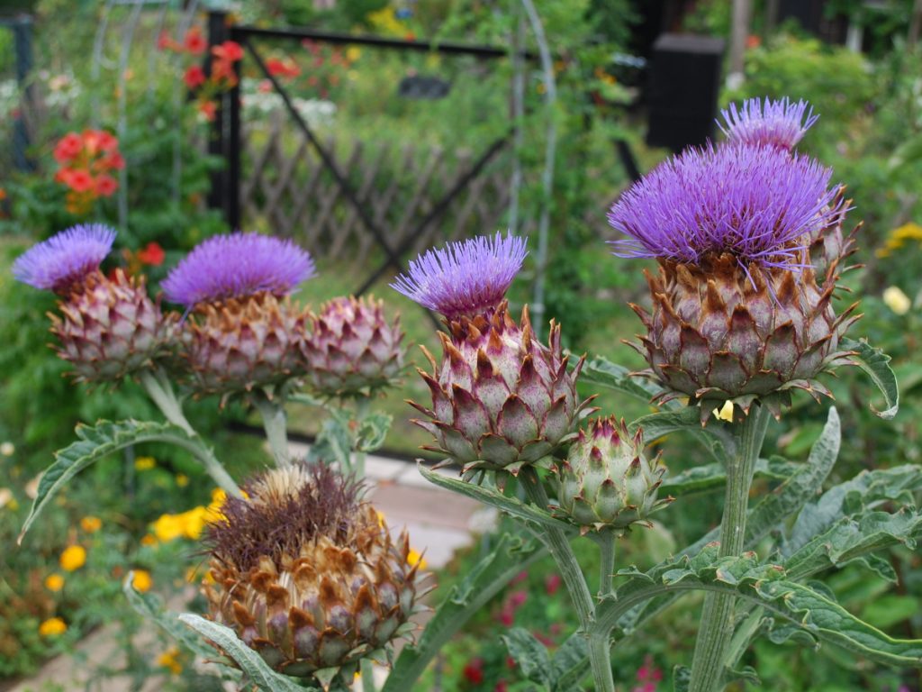 Aufgebluehte_Artischocke