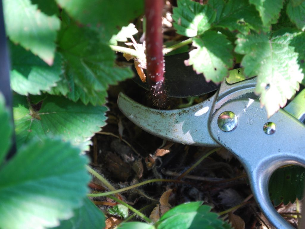 Bodennah_abschneiden