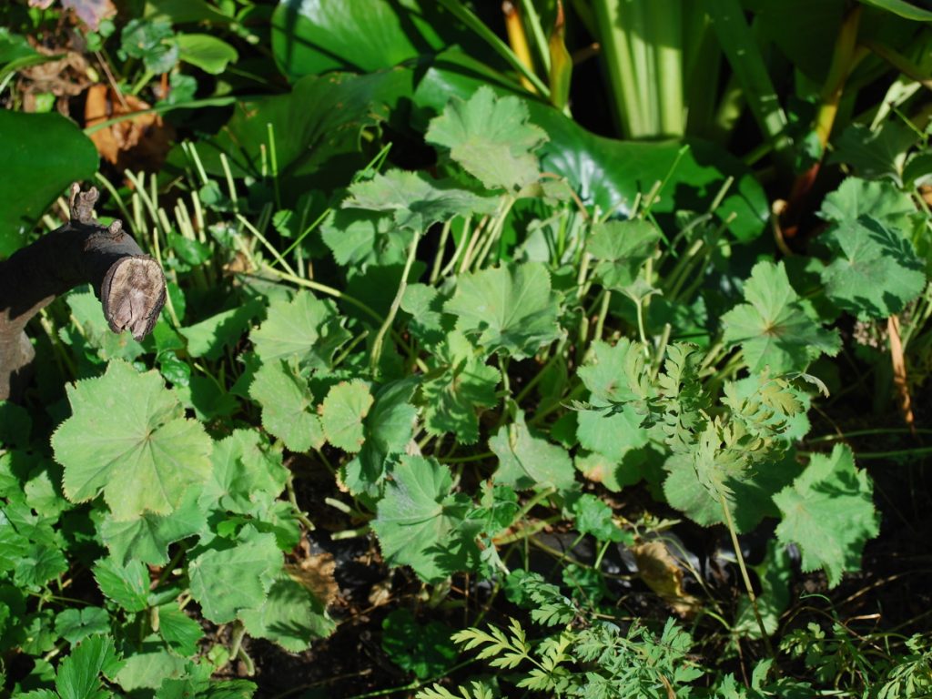 Frauenmantel_nach_Schnitt
