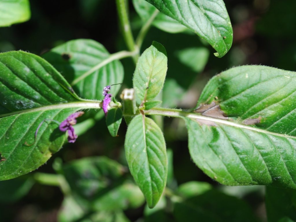 Indianernessel_nach_Schnitt