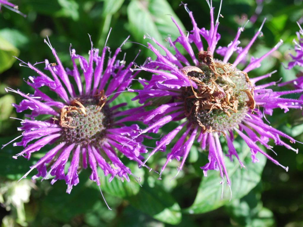 Indianernessel_vor_Schnitt