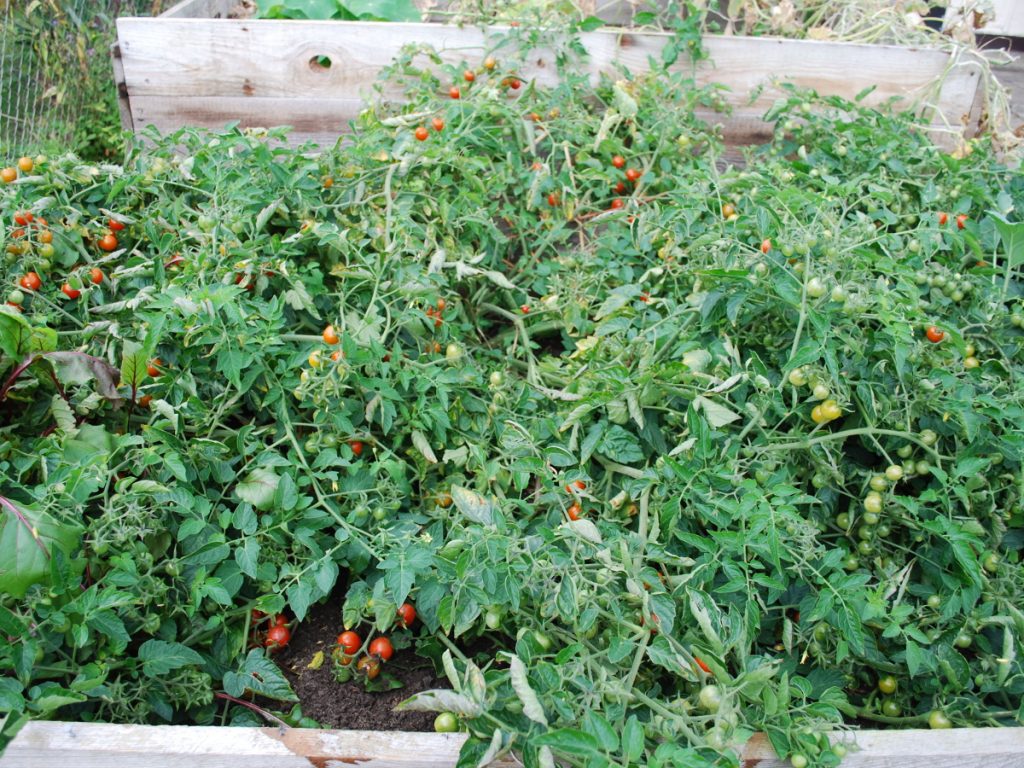 Wildtomate_im_Hochbeet