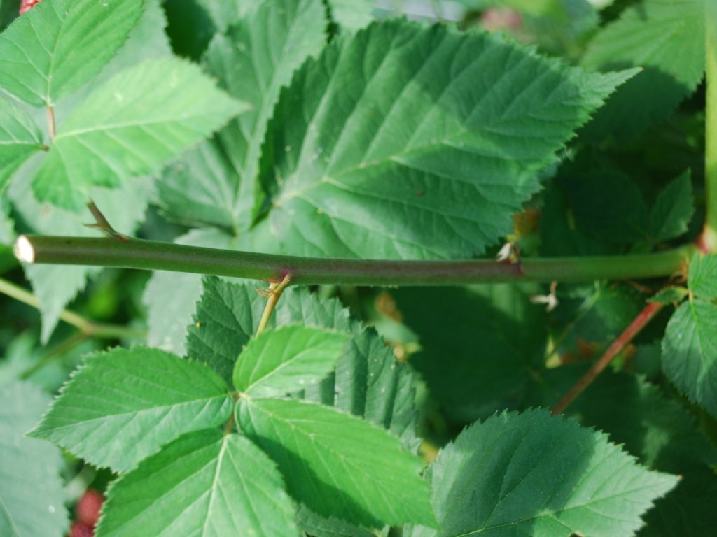 drei_Augen_Brombeerschnitt