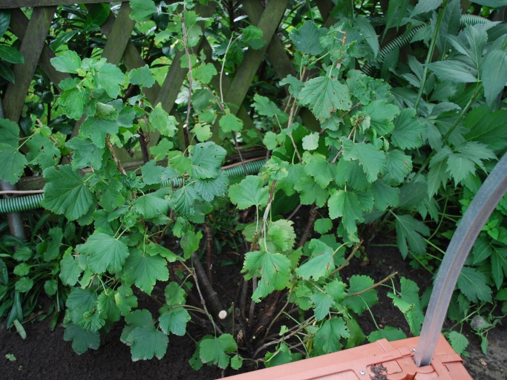 geschnittene Johannesbeere