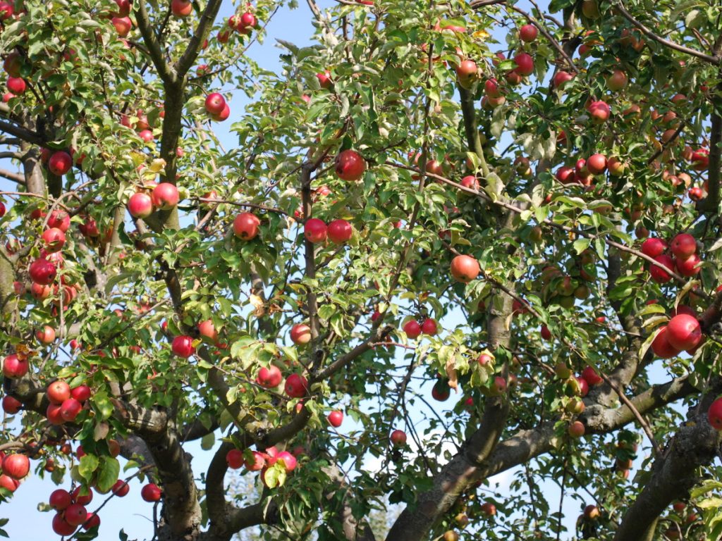 apfelbaum
