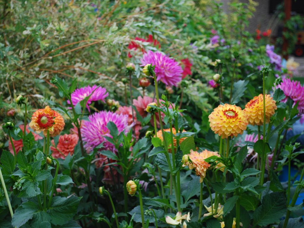 dahlien