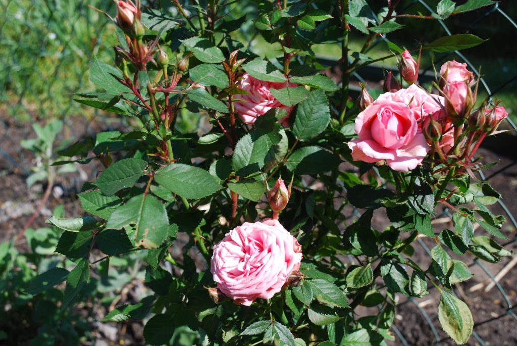 duftrose