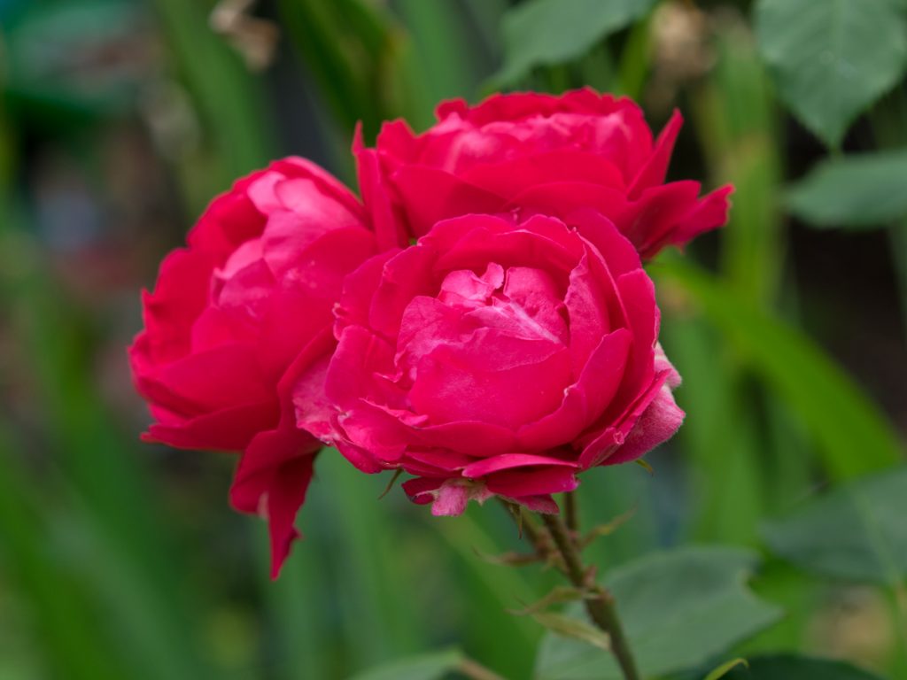 rosenbluete