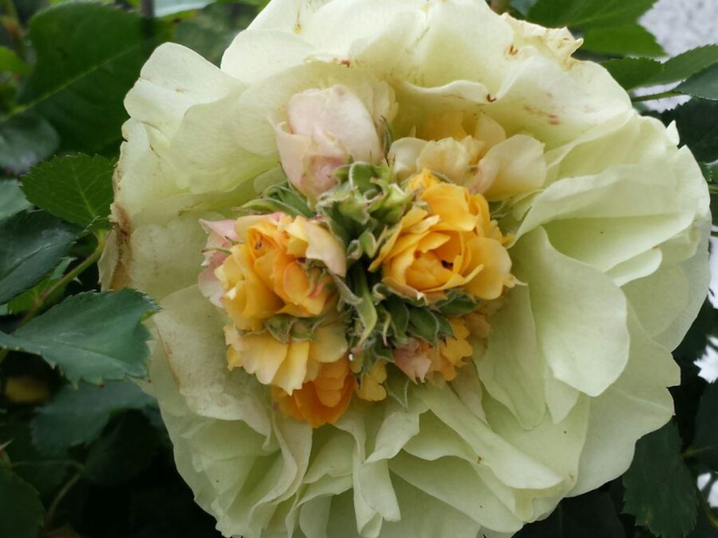 rosenbluete_in_rose