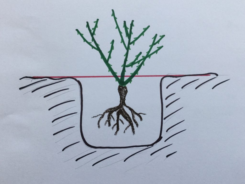 rosenpflanzgrube