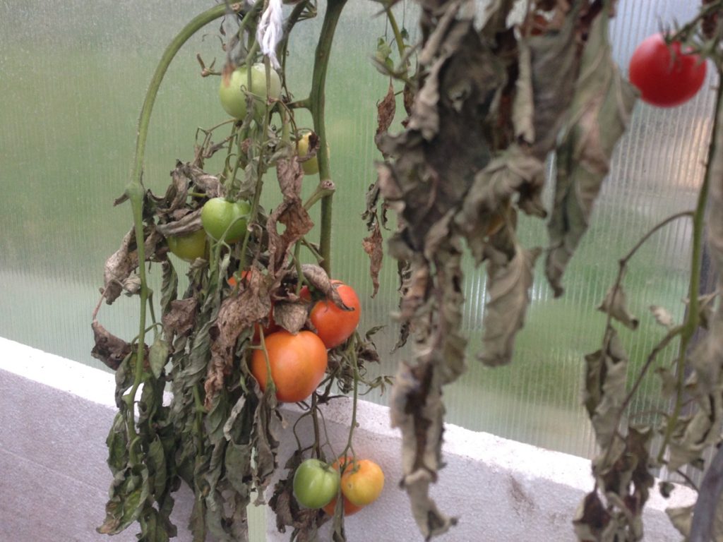 tomaten_im_gewaechshaus