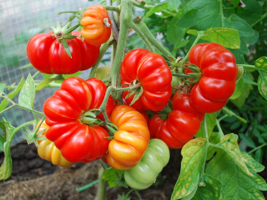 tomatenfruechte