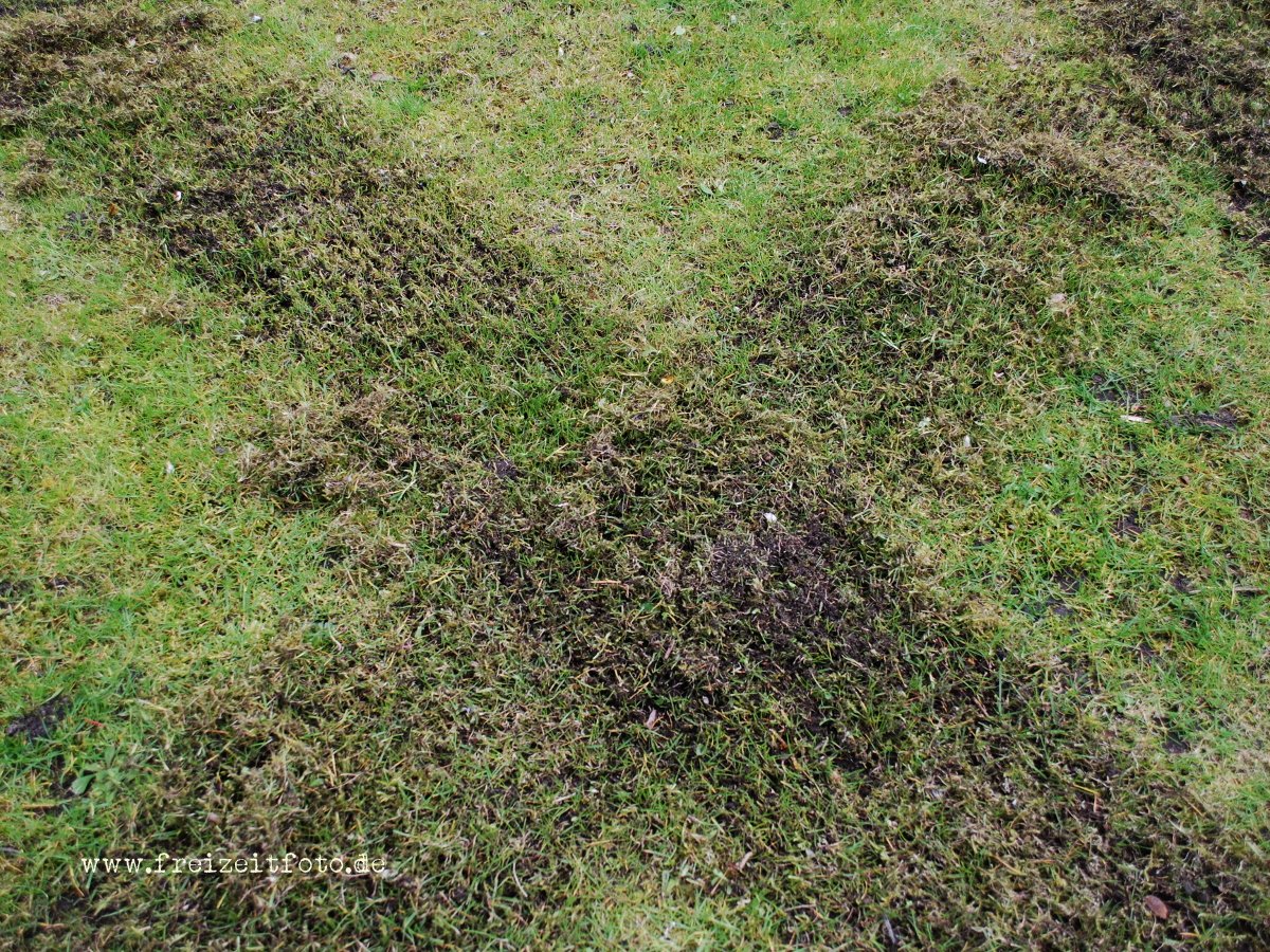 Rasen richtig pflegen › Freizeitfoto