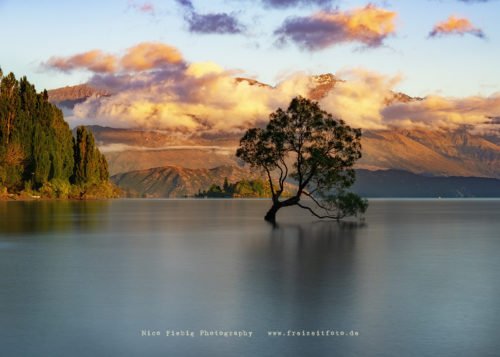 Neuseeland The Wanaka Tree