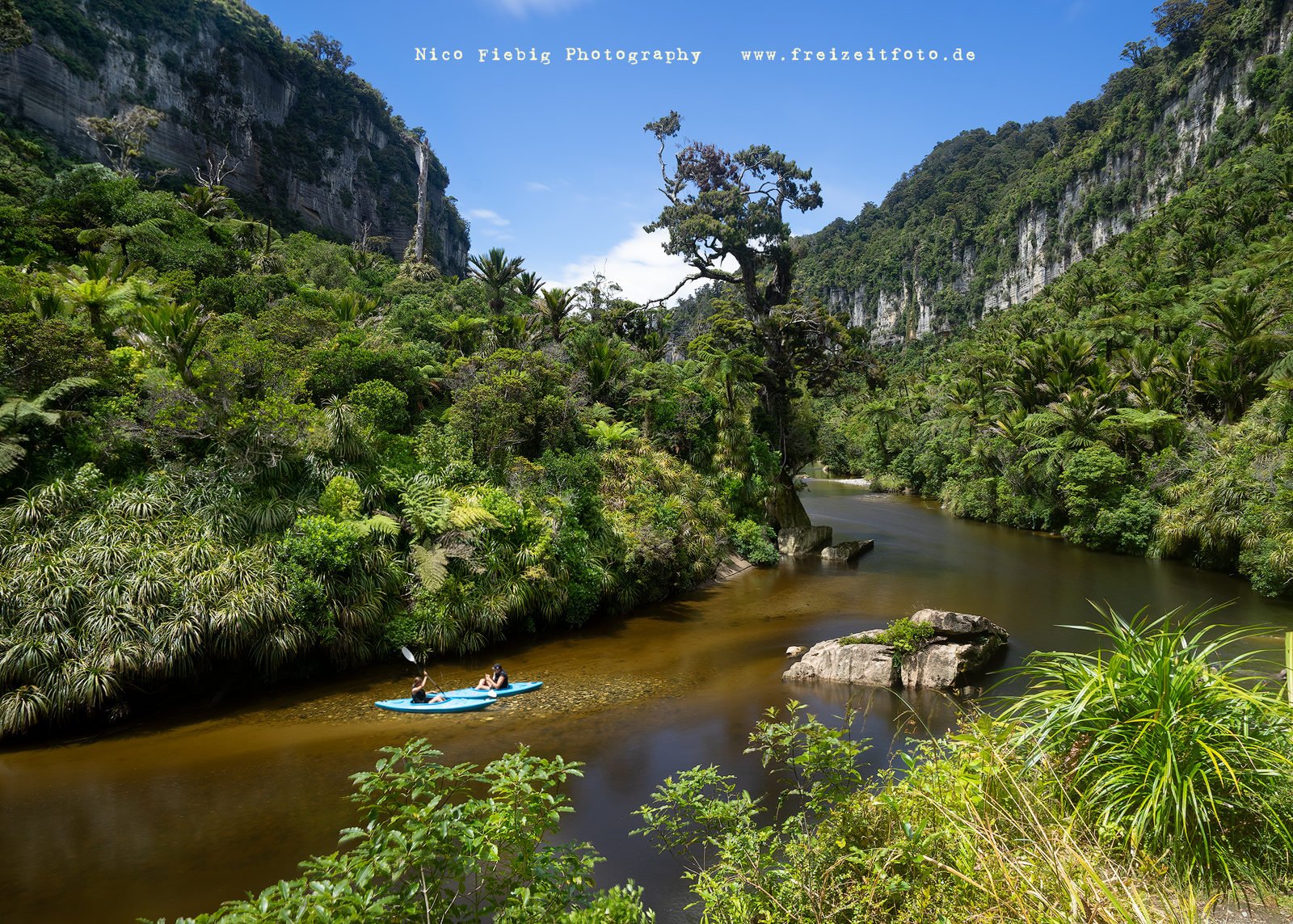 Pororari River Track Wandern Entlang Am Fluss Mit Meterhohen Farnen 