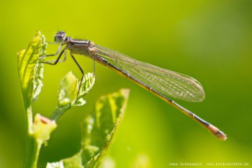 Makroaufnahme einer Libelle