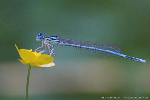 Makroaufnahme einer Libelle