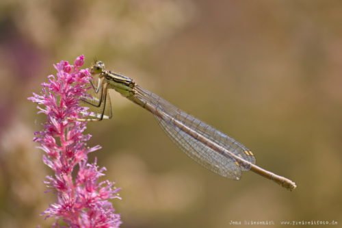 Makroaufnahme einer Libelle